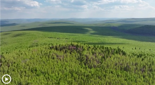 La Three North Shelterbelt, ovvero la Grande Muraglia Verde Cinese