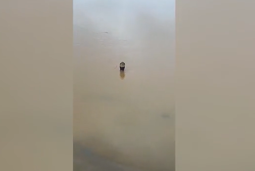 900 serpenti liberi in un villaggio cinese dopo alluvione (ma in mezzo ci è finita una foto di anatre)