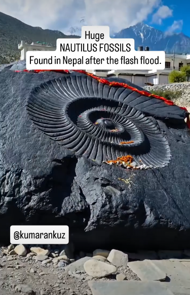 Il nautilo enorme trovato in Nepal era solo la foto di una statua