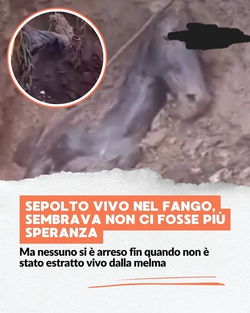 Questo video del cavallo salvato dall'alluvione in Nepal non è del Nepal