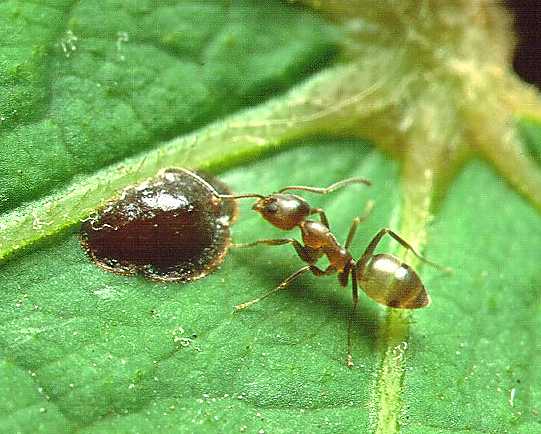 La grande piccola guerra delle formiche argentine in California: decenni in trincee invisibli - Foto Di Penarc - {http://en.wikipedia.org/wiki/Image:Argentine_ant.jpg Nat1192}, CC BY-SA 4.0, https://commons.wikimedia.org/w/index.php?curid=4274419