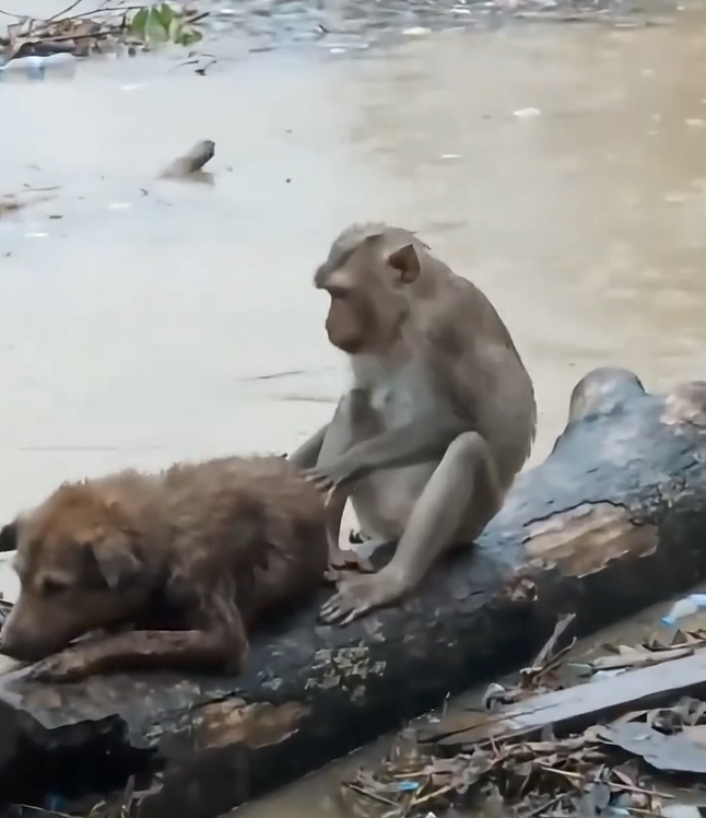 Il video della scimmietta che salva un cane dall'alluvione
