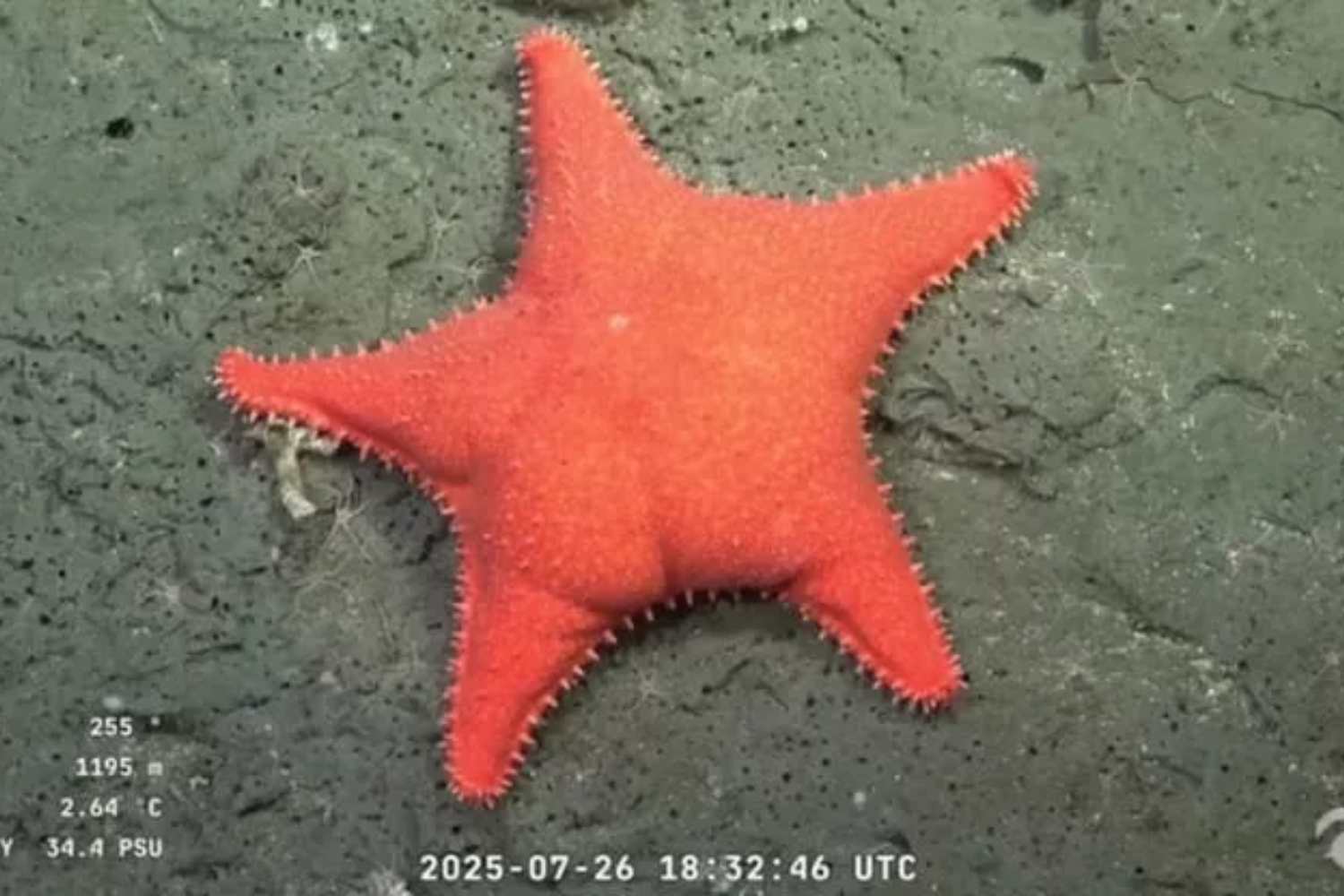 Sì, è esistita una stella marina uguale al Patrick Stella di Spongebob