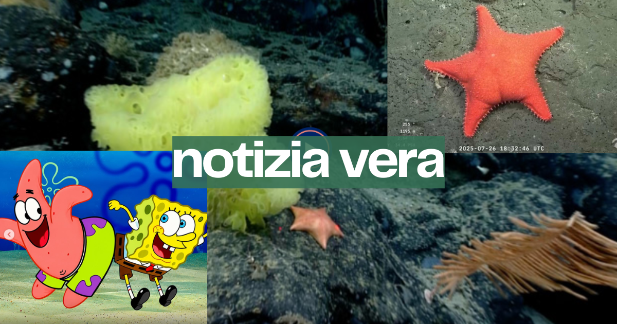 Sì, è esistita una stella marina uguale al Patrick Stella di Spongebob